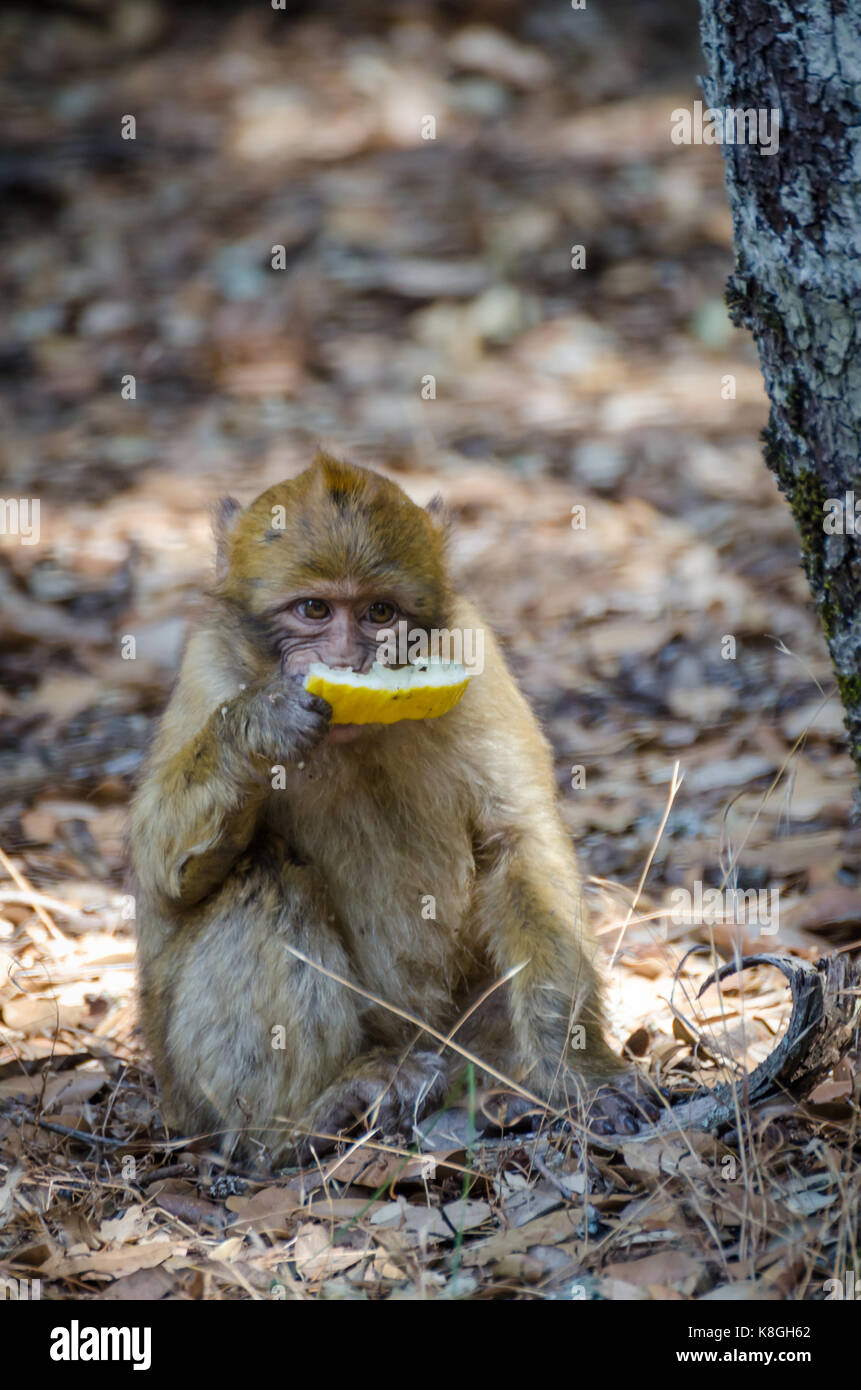 Giovane berbero monkey mangiare scartato pezzo di melone miele nella foresta di cedro del Medio Atlante, Marocco, Africa del nord. Foto Stock