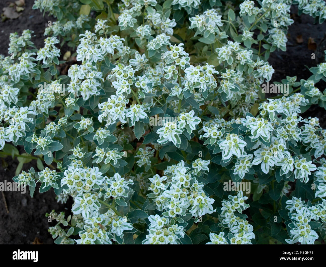 Semi Di Euforbia Marginata - 15 Semi Per Piante Ornamentali Da Giardino O Balcone - Foto 12