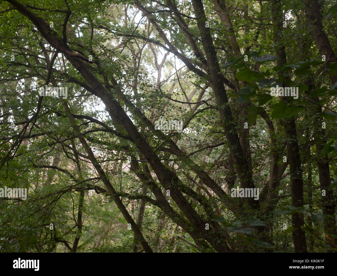 All'interno della foresta con rami di alberi e foglie estate bella Foto Stock