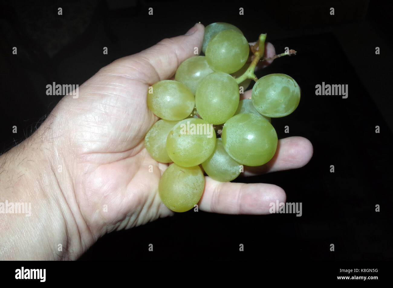 Grappolo di uva bianca nella mia mano Foto Stock