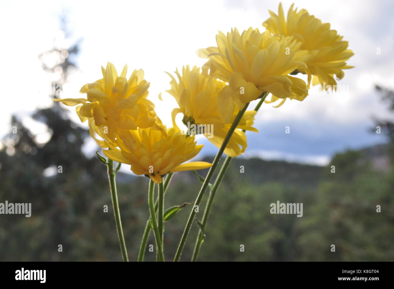 fiori di primavera Foto Stock