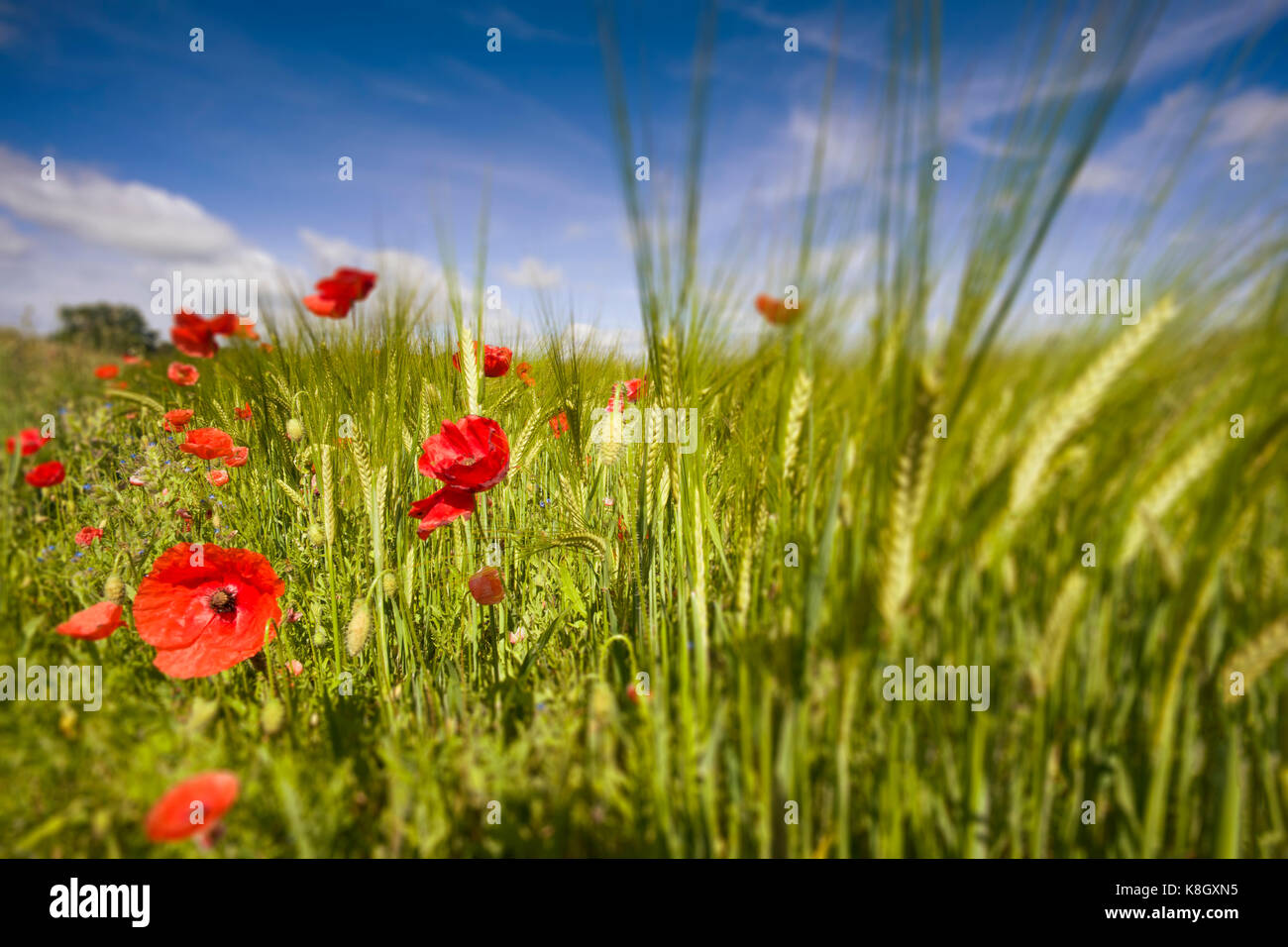 Papaveri comune in un campo di grano in Norfolk, Regno Unito Foto Stock