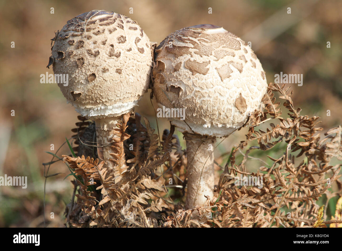 Due funghi Parasol (Macrolepiota procera). Foto Stock