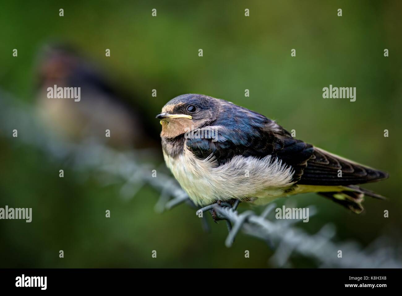 Fledgeling swallow appollaiato sul filo spinato a bordo di un agricoltori campo verde in attesa per i genitori di ritorno con cibo/insetti catturati sull'ala. Foto Stock