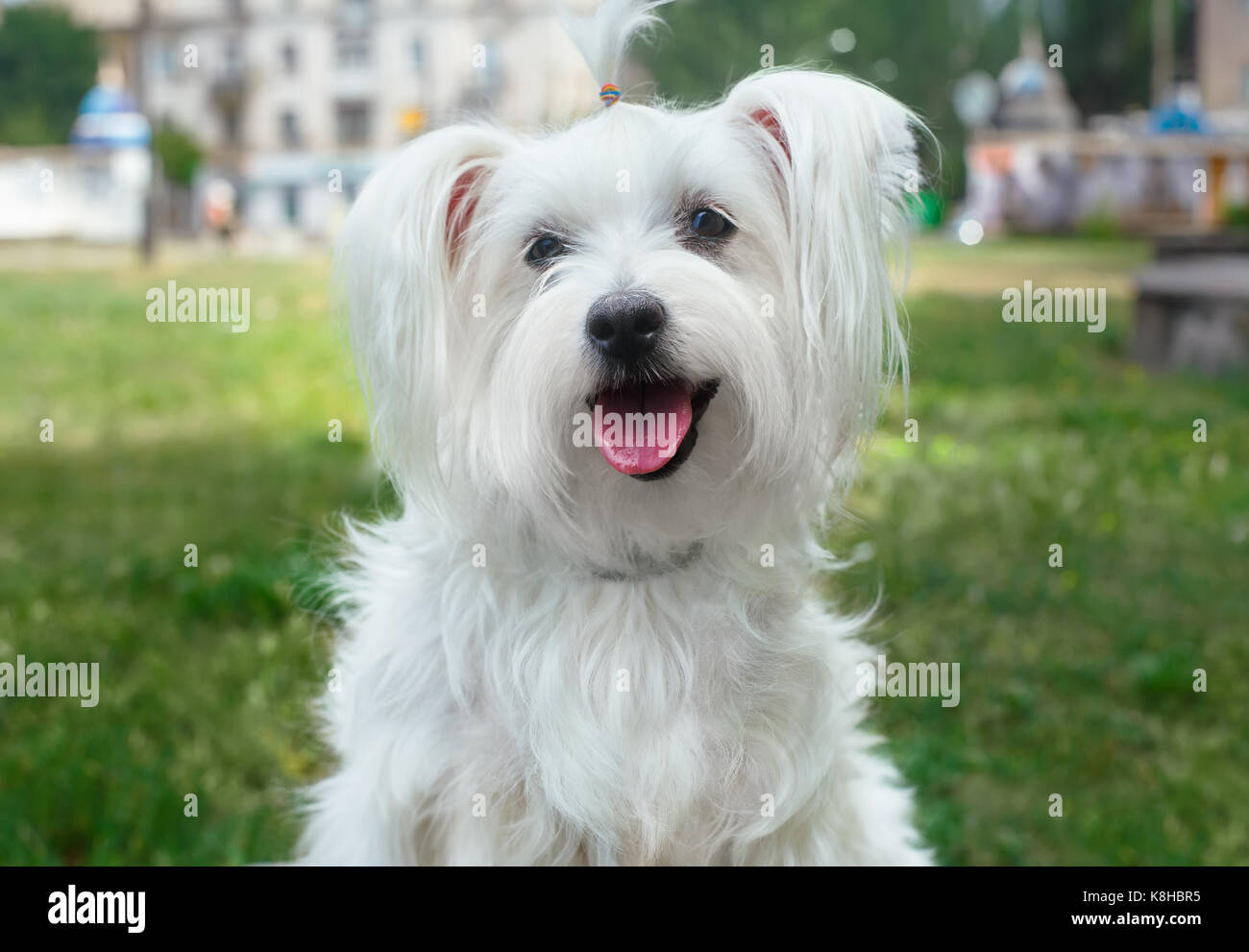 Carino soffici cane bianco nella città Foto Stock Carino soffici cane bianco nella città Foto Stock