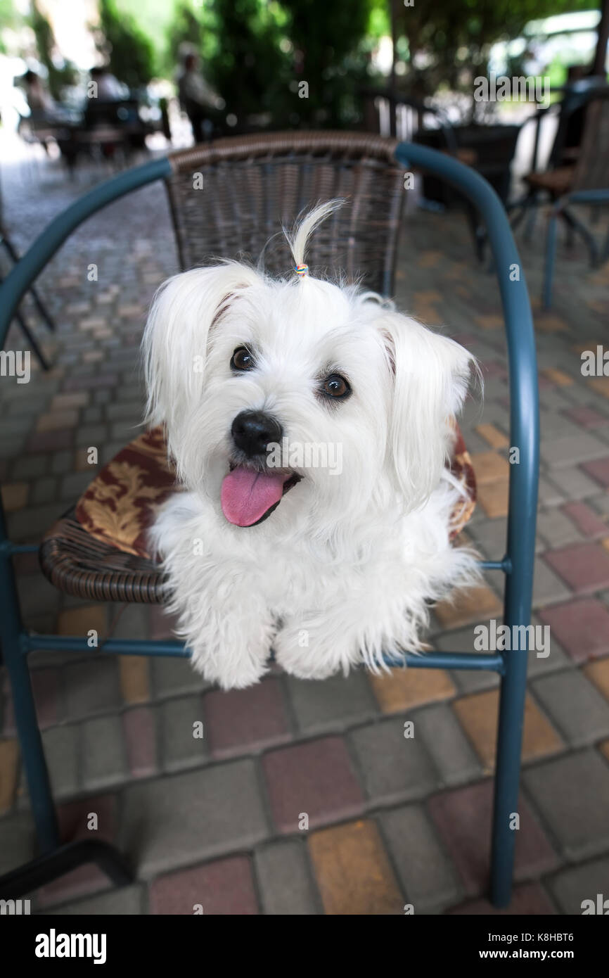 Carino soffici cane bianco in cafe Foto Stock Carino soffici cane bianco in cafe Foto Stock
