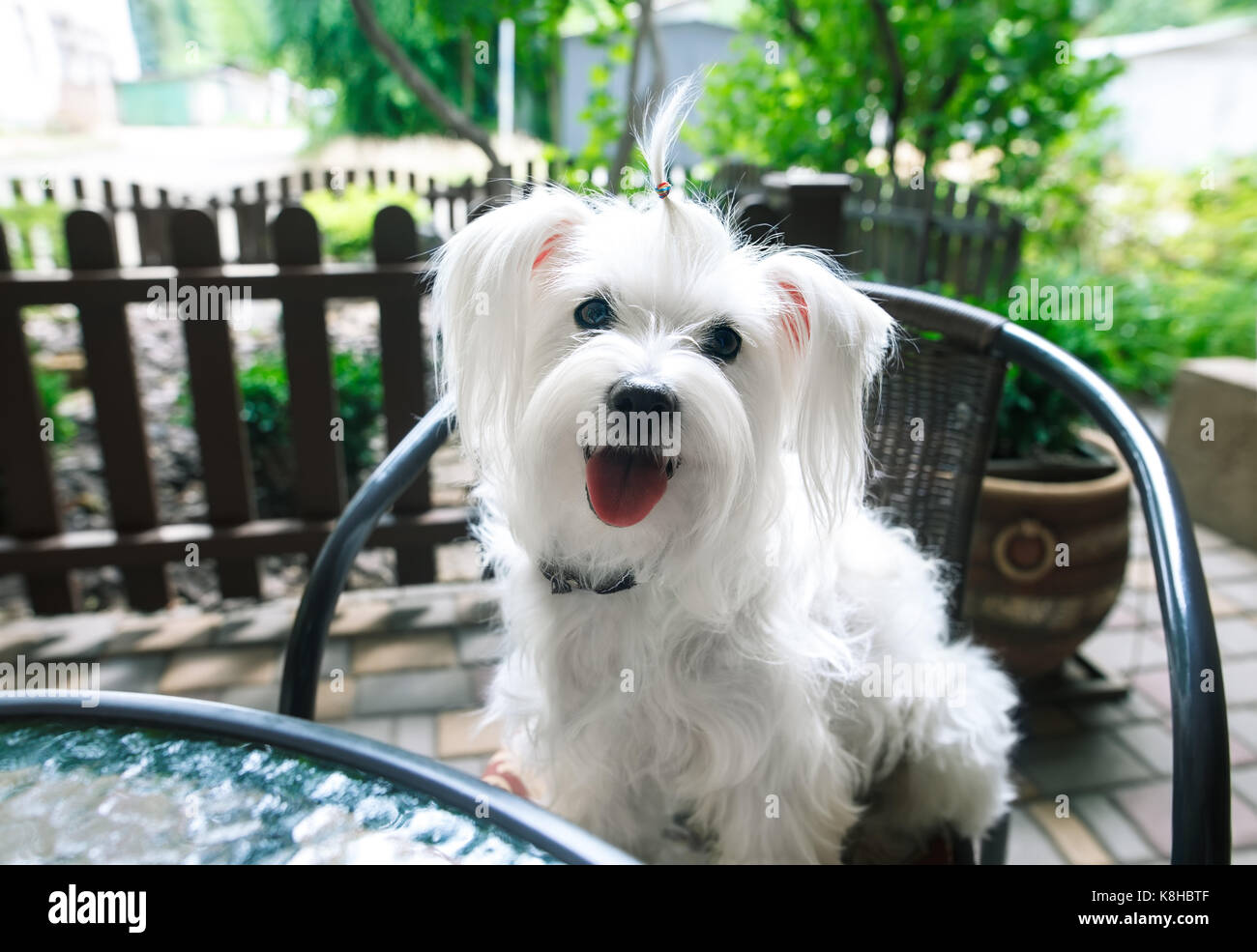 Carino soffici cane bianco in cafe Foto Stock Carino soffici cane bianco in cafe Foto Stock