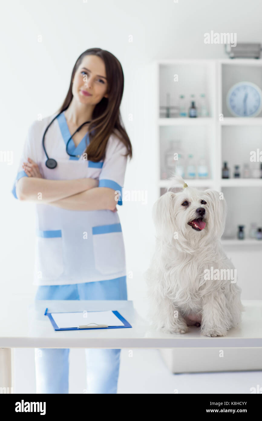 Bella sorridente medico veterinario e simpatico cane bianco in clinica veterinaria. Pet care Foto Stock