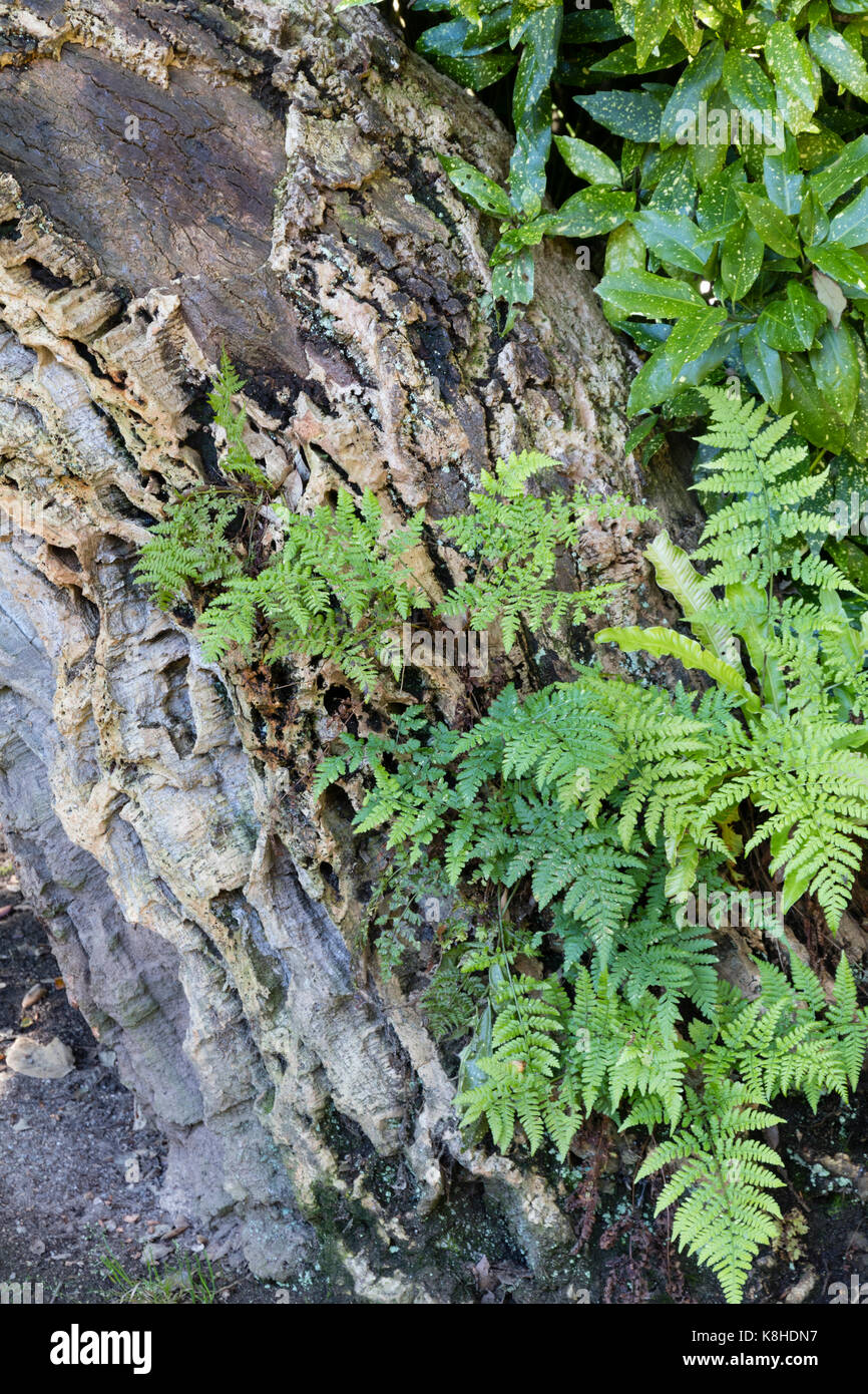 Regno Unito felci native a colonizzare la corteccia fessurata del introdotto querce da sughero, Quercus suber, in un giardino di Cornovaglia Foto Stock