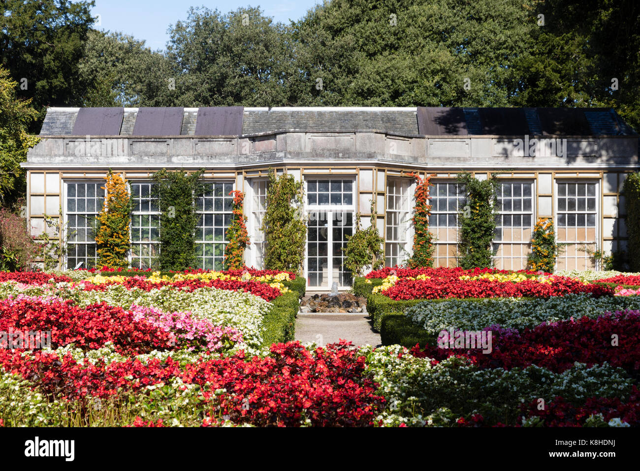 Biancheria da letto formale del display colorato luminosamente begonie di fronte all'Aranciera in giardino alla francese a Mount Edgcumbe, Cornwall, Regno Unito Foto Stock