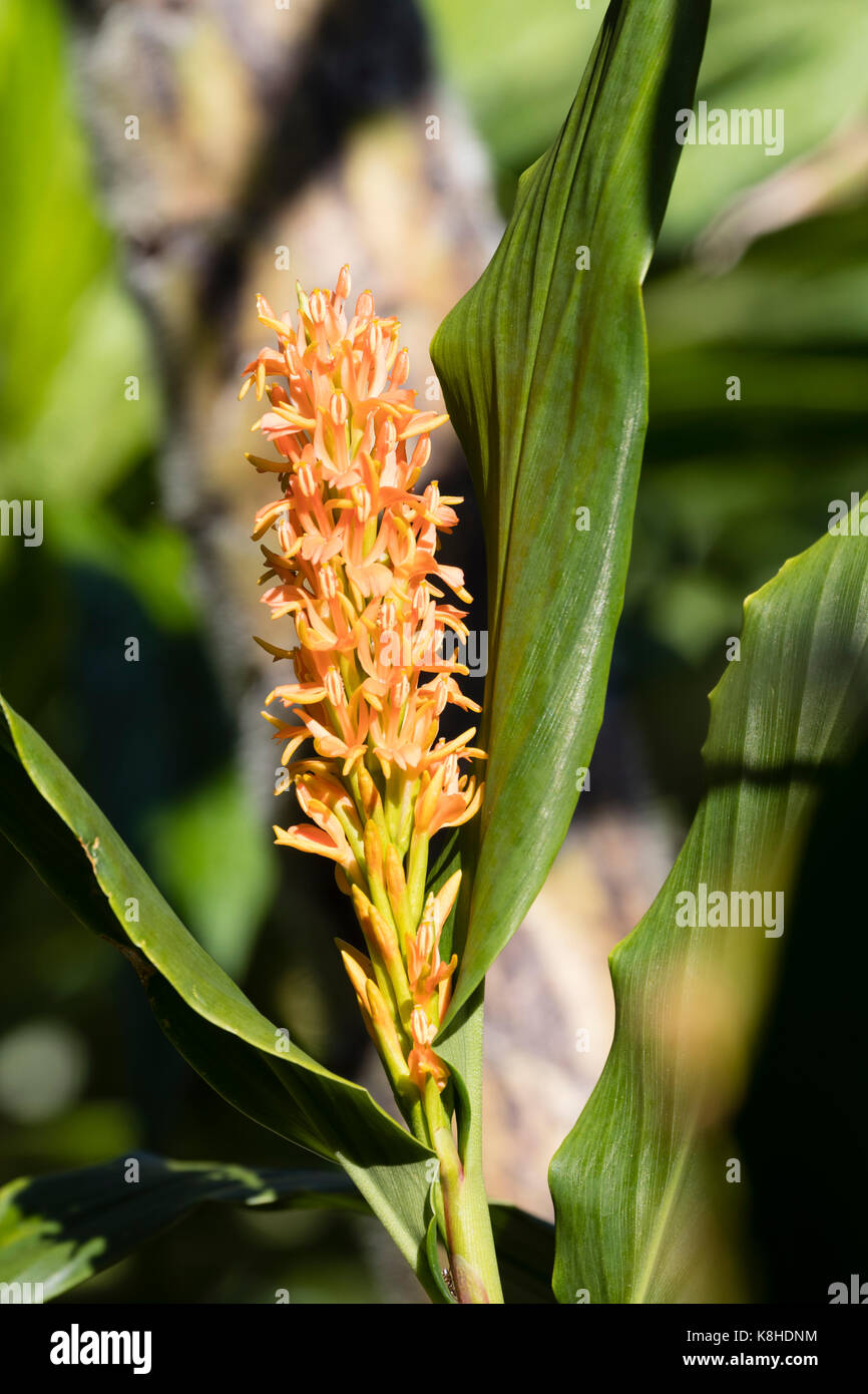 Densamente raggruppati i fiori d'arancio nel cono di hardy zenzero esotico, Hedychium densiflorum "Assam arancione" Foto Stock