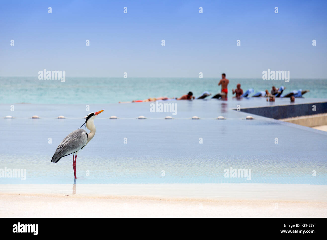 Maldive Resort - airone cenerino, Ardea cinerea, nella piscina, Kuramathi Resort hotel, Maldive, Asia Foto Stock