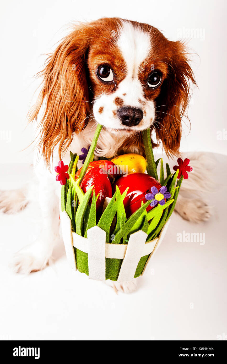 Pasqua cane pasqua pet animale foto. . Carino il Cavalier King Charles Spaniel cucciolo di cane tenendo la pasqua cesto su bianco isolato di sfondo per studio. Foto Stock