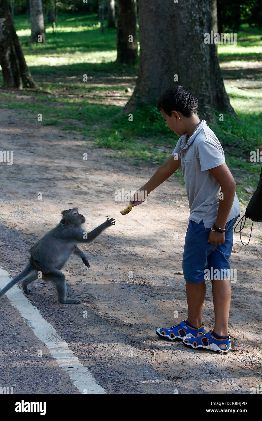 Il 10-anno-vecchio ragazzo dando una banana di una scimmia. Cambogia. Foto Stock