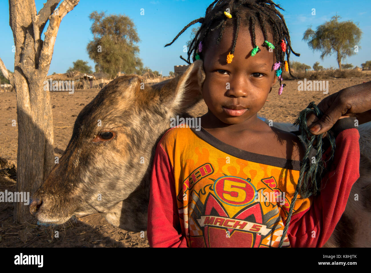 Peul bambino con il bestiame. il Senegal. Foto Stock