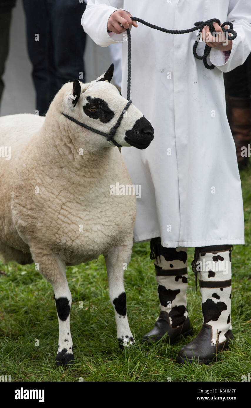 Ovis aries. Ragazza adolescente, giovane agricoltore che mostra un Kerry Hill Ram al Royal County of Berkshire show. Newbury, Berkshire. Regno Unito Foto Stock