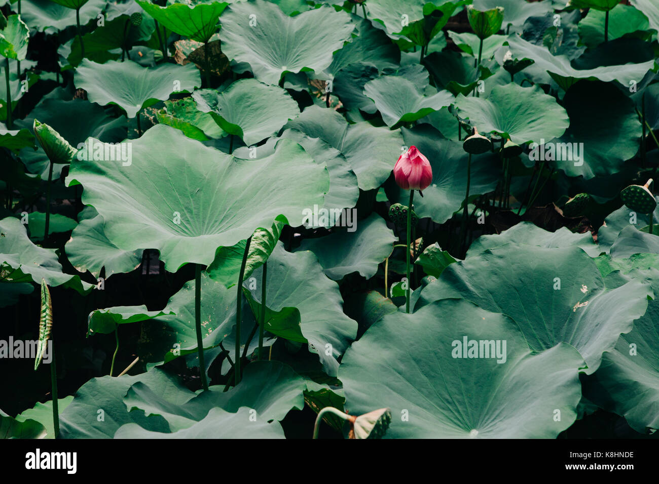 Angolo di alta vista di lotus bud in mezzo a foglie Foto Stock