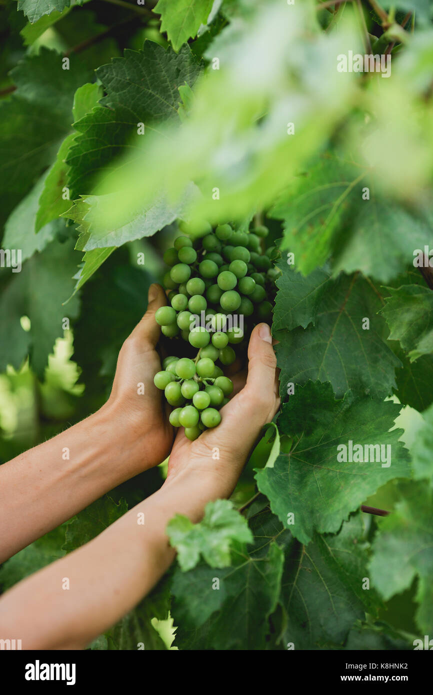 Tagliate le mani della donna toccando grappolo di uva in vigna Foto Stock