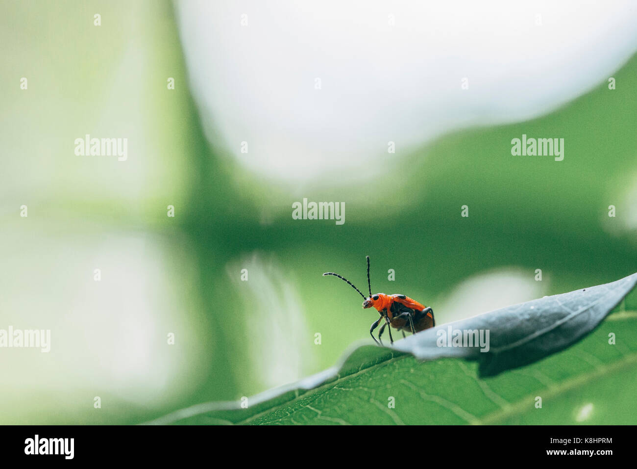 Close-up di insetto sulla lamina Foto Stock