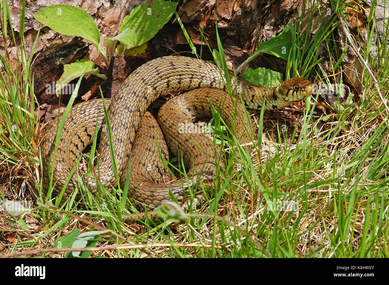 Biscia dal collare (Natrix natrix) Foto Stock