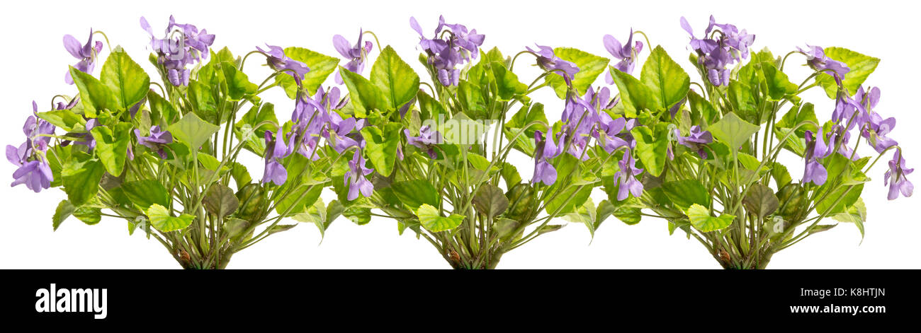 Diversi mazzi di violette del campo in una riga. Foto Stock