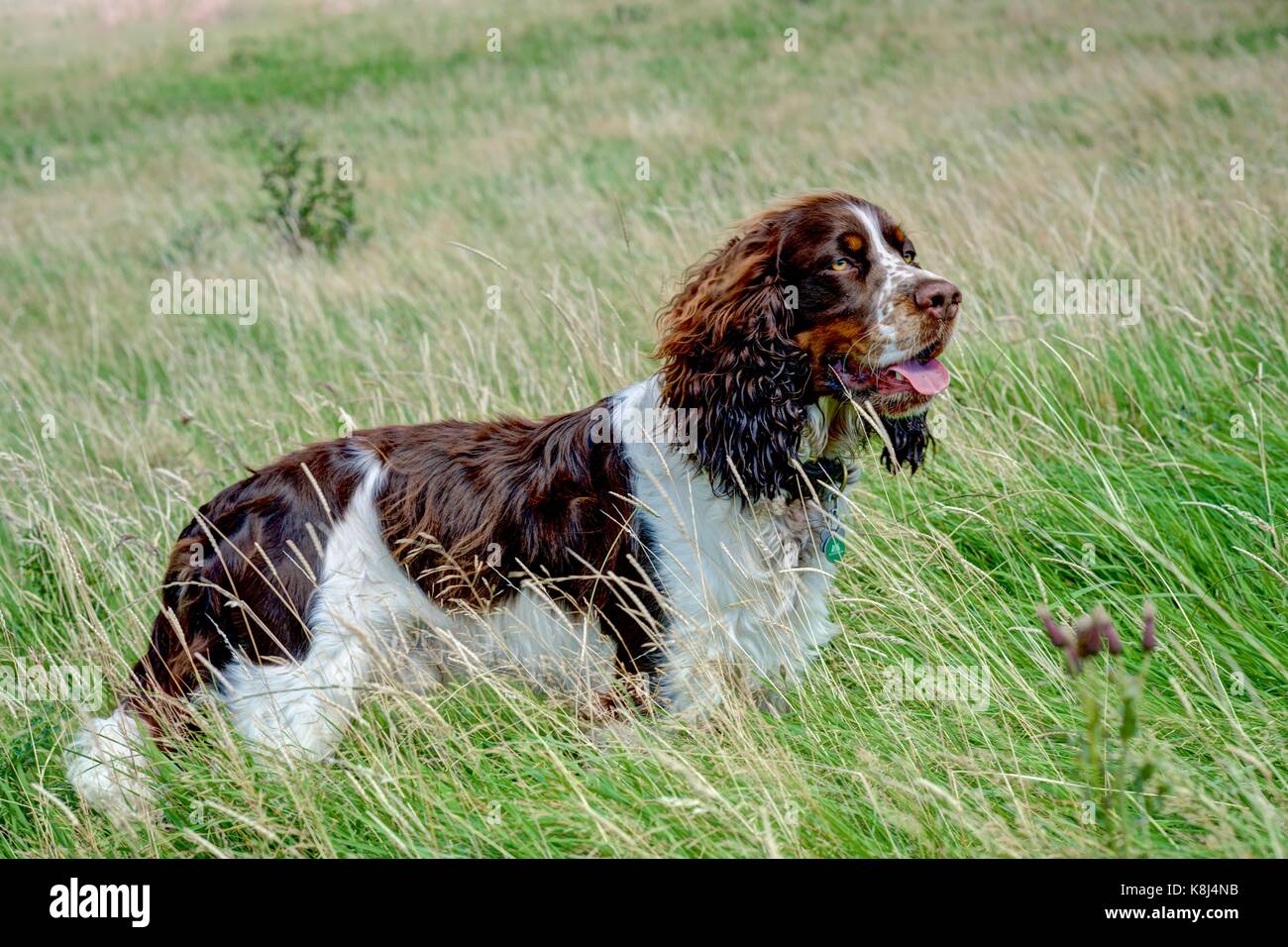 Un fegato marrone e bianco springer spaniel in piedi a lungo verde erbe di campo gli agricoltori in attesa per i suoi maestri il comando per recuperare il suo giocattolo palla. Foto Stock