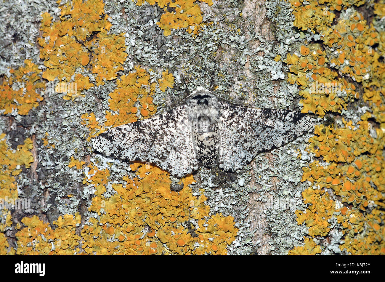Pepati falena biston betularia mimetizzata su un lichene albero coperto Foto Stock