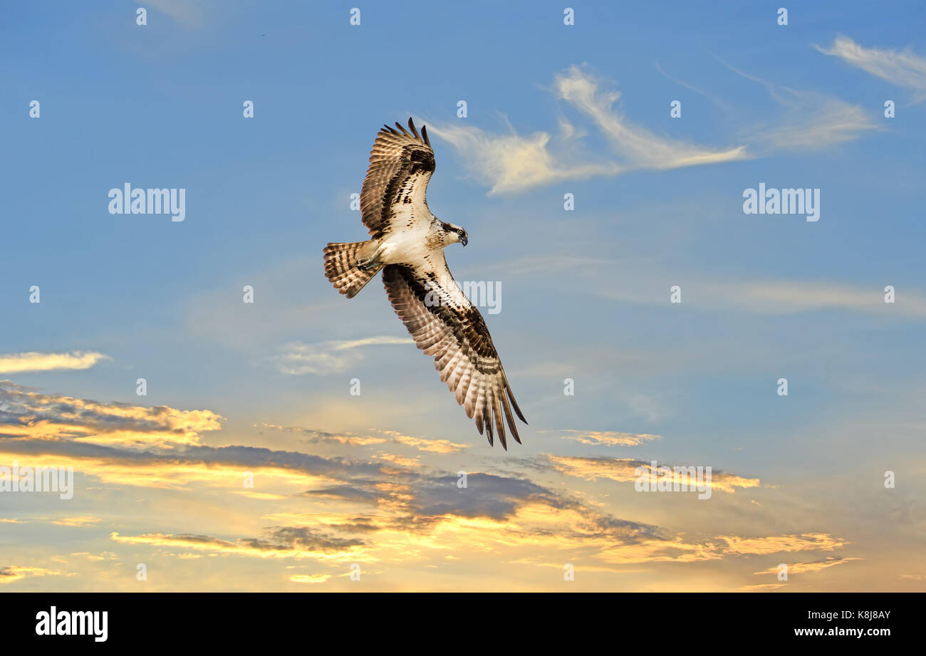 Osprey volare nel cielo sopra un Cielo di tramonto Foto Stock