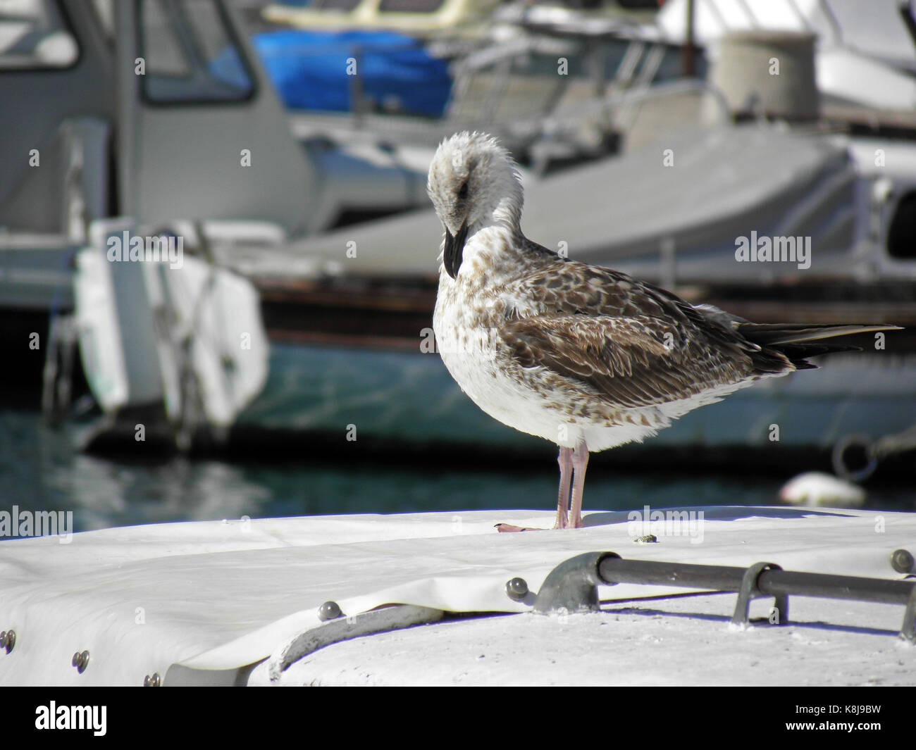 Crikvenica-selce riviera,barche e yacht harbour per l'estate,baby seagull,costa adriatica,croazia,l'Europa,8 Foto Stock