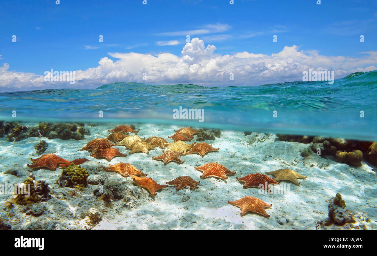 Seascape al di sopra e al di sotto della superficie dell'acqua torbida blu cielo con starfishes underwater Foto Stock