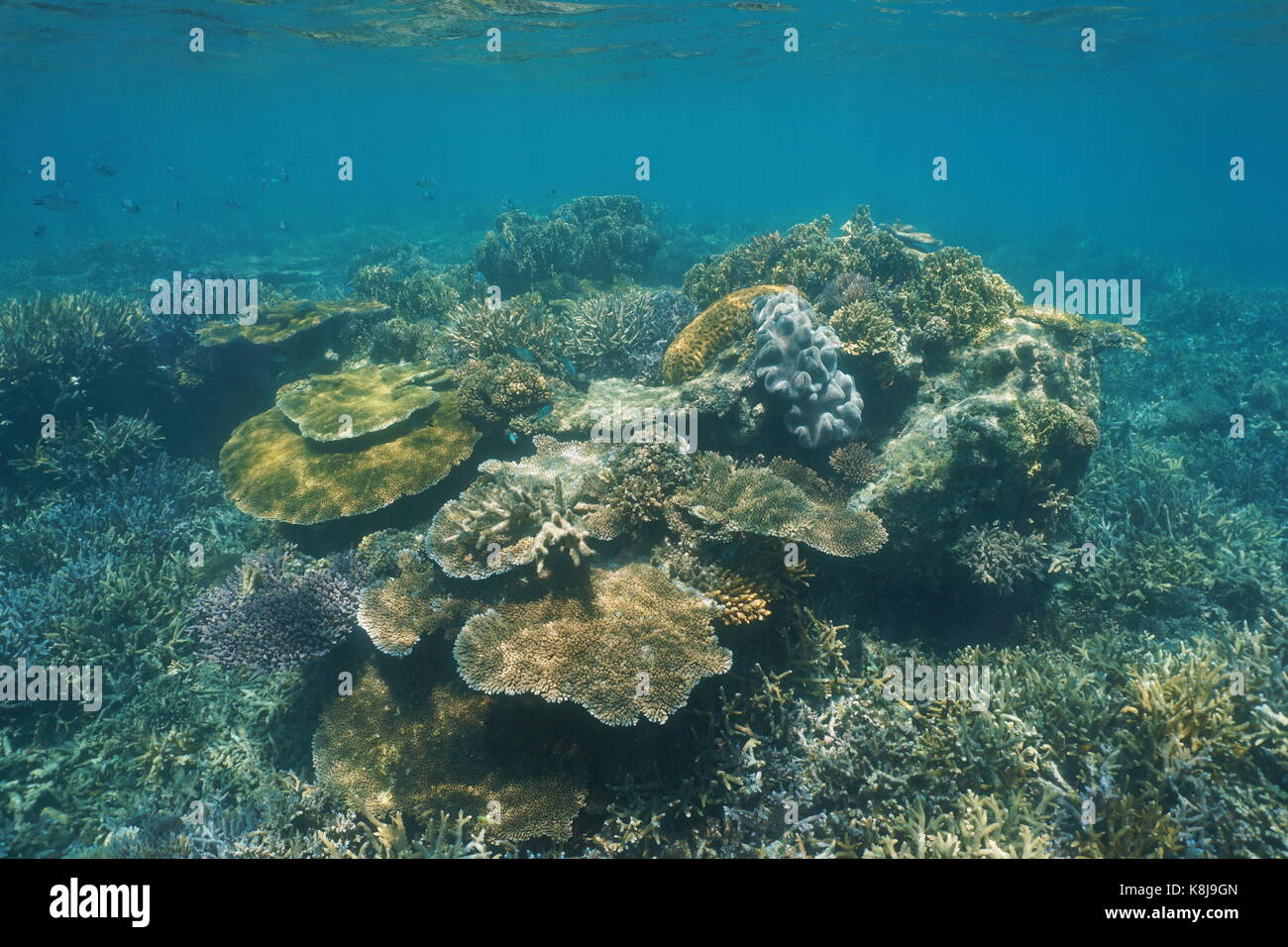 Diversità di coralli underwater su una scogliera poco profonda nella laguna del grande terre Island in Nuova Caledonia, oceano pacifico del Sud e Oceania Foto Stock