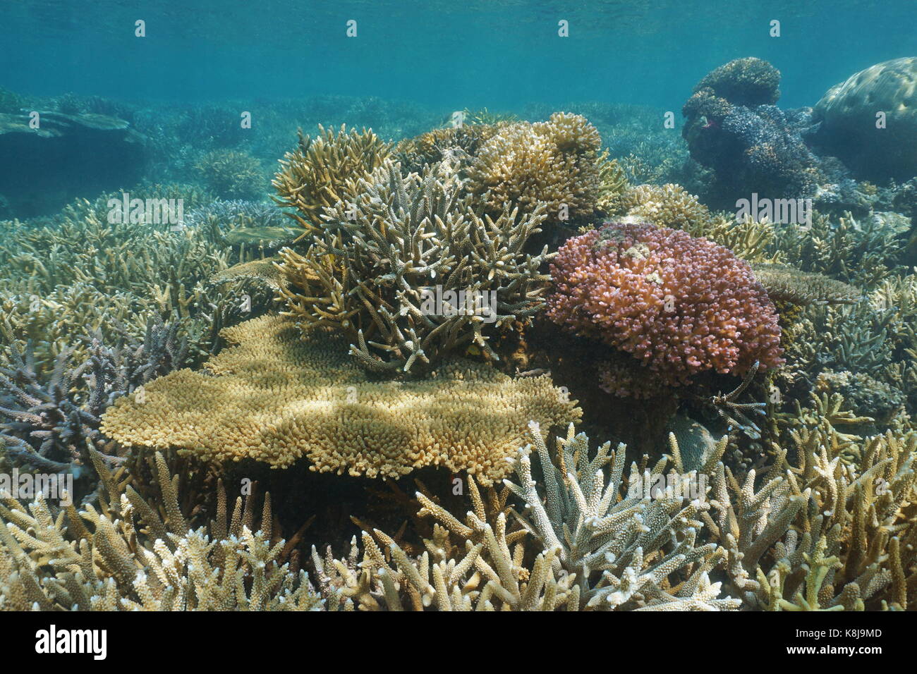 Oceano Pacifico del sud immacolata barriera corallina sott'acqua nella laguna di grande terre Island in Nuova Caledonia, Oceania Foto Stock