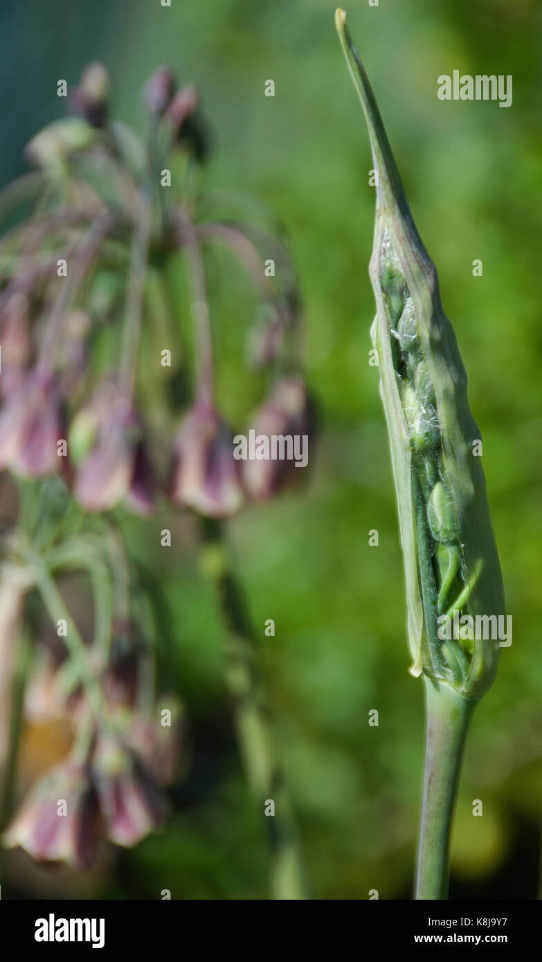 Boccioli emergenti di nectaroscordum siculum, miele siciliano aglio, il mediterraneo campane allium Foto Stock