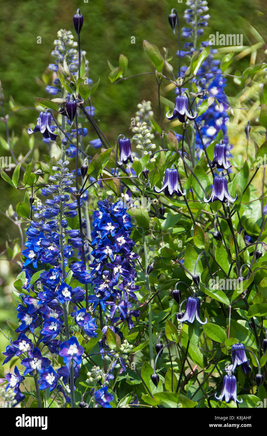 Delphinium & clematis integrifolia ideali combinazioni di semina Foto Stock