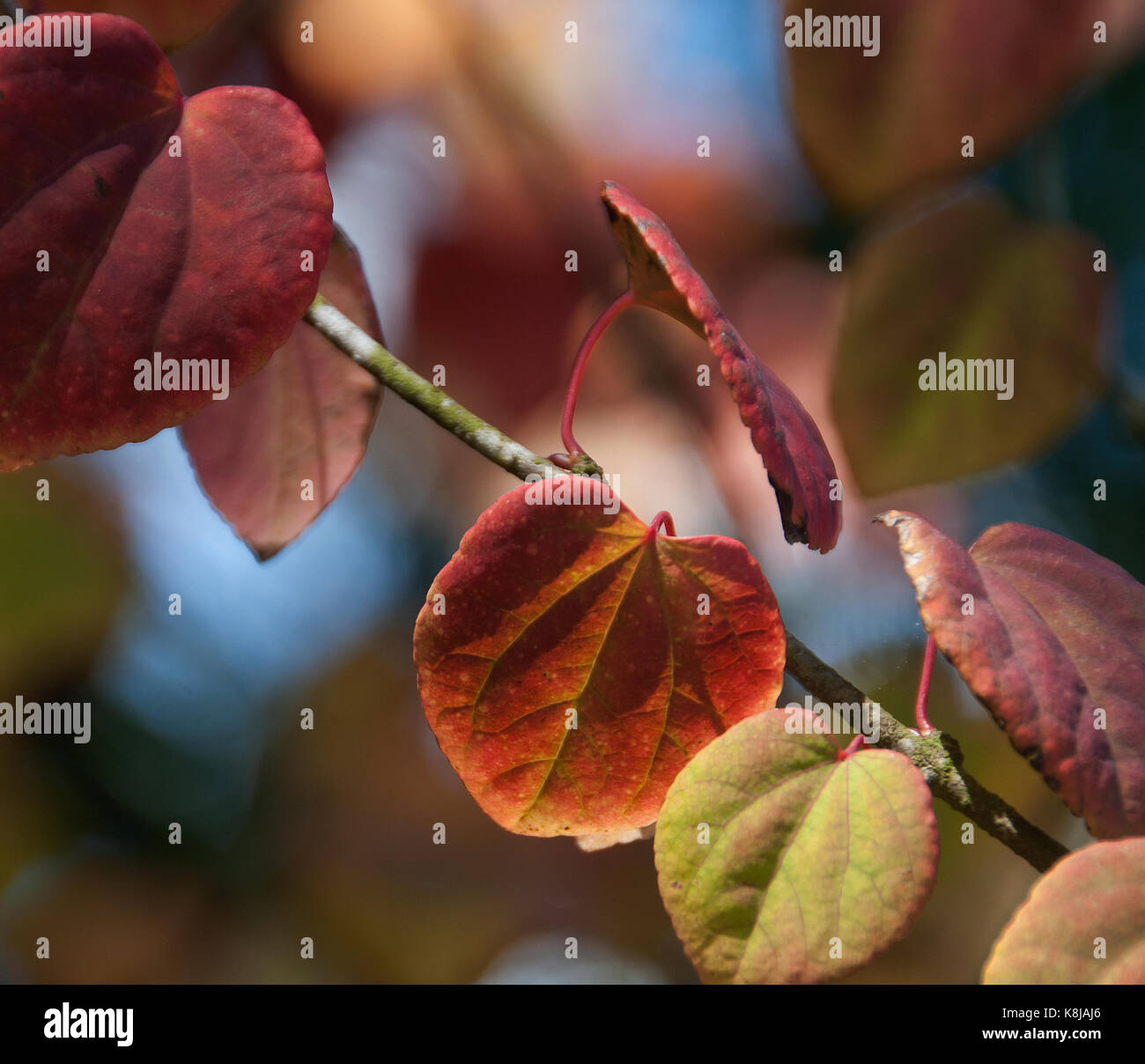 Cercidiphyllum japonicum o katsura tree è un multi-derivava di medie dimensioni giapponese con struttura a forma di cuore che lascia un impressionante e prugna rosso, giallo e o Foto Stock