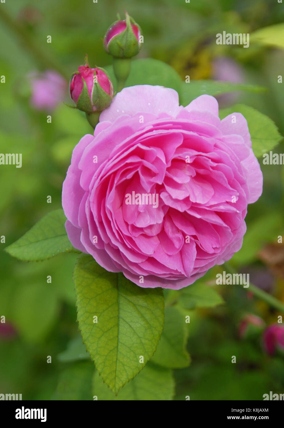 Rosa louise odier rosa caldo rosa antico sotly ombra di lilla Foto Stock