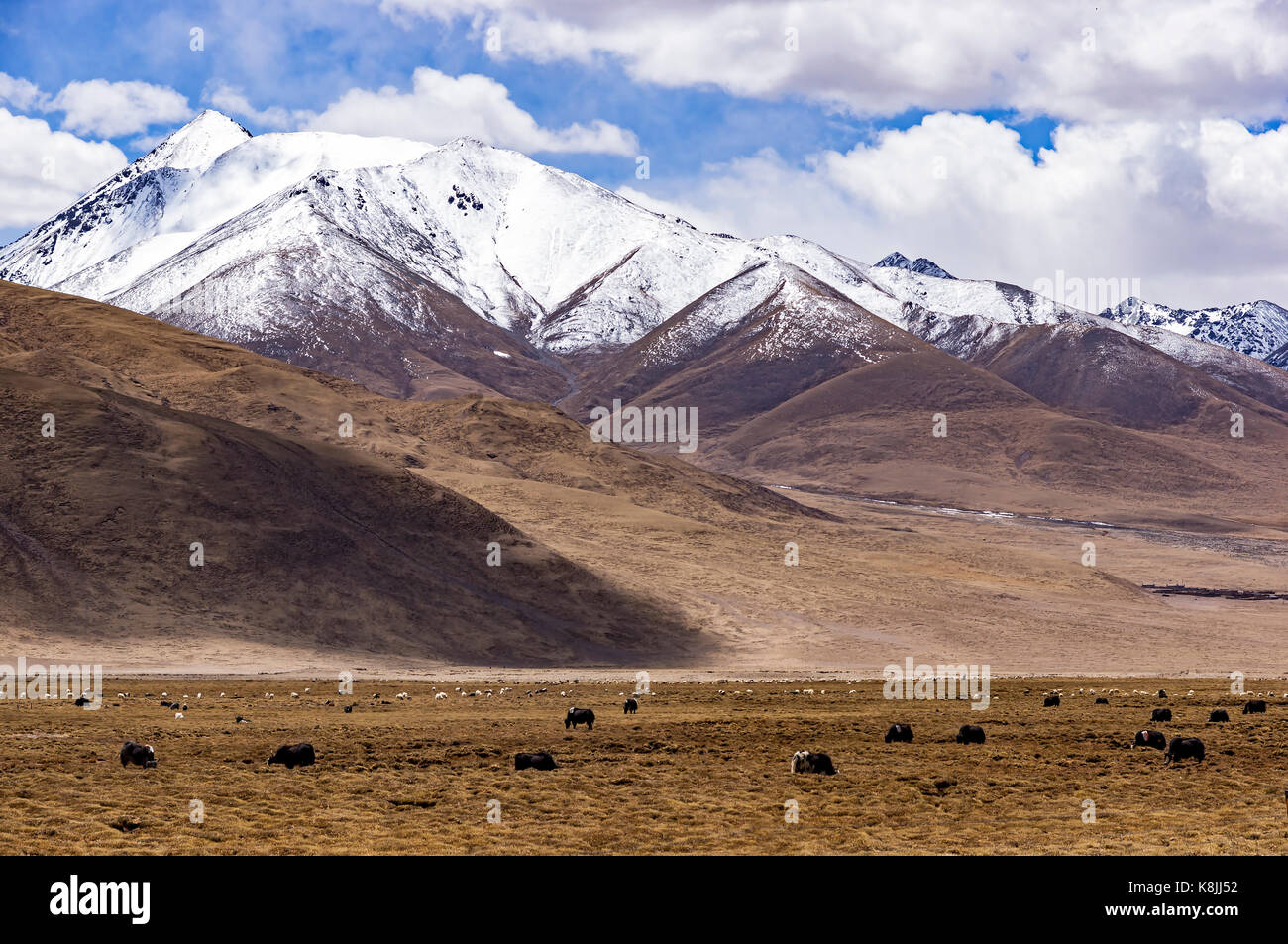 Tipico paesaggio di montagna con yak tibetani - Tibet Foto Stock