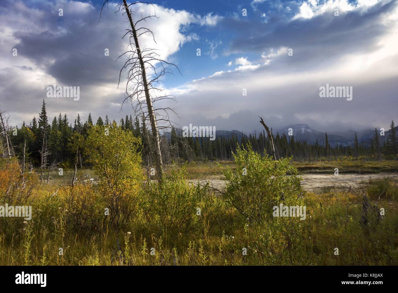 Paesaggio autunnale panorama di Bow Valley parco provinciale a colline ai piedi delle montagne rocciose Alberta Canada Foto Stock