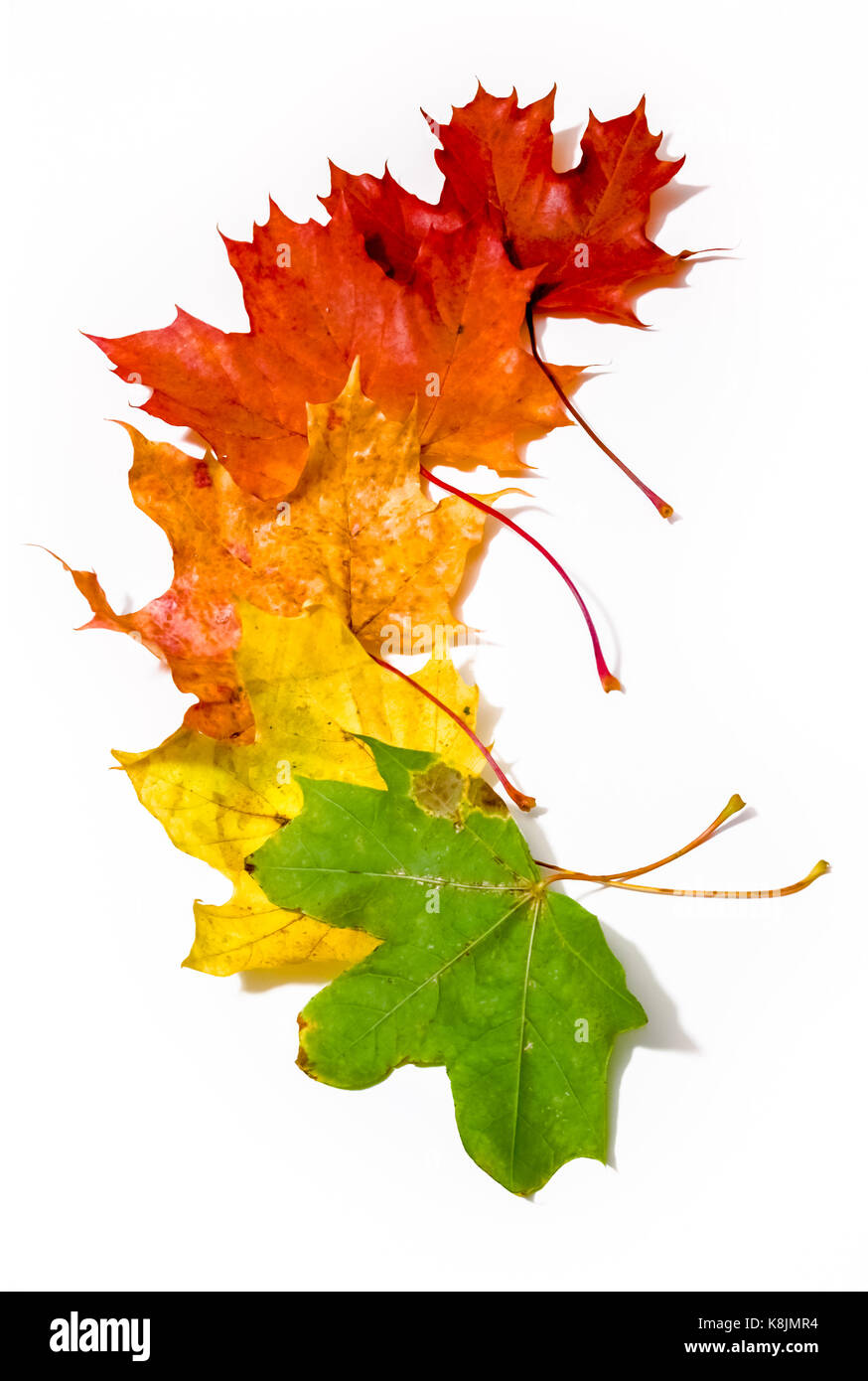 Albero di acero foglie di diversi colori di cui verticalmente Foto Stock