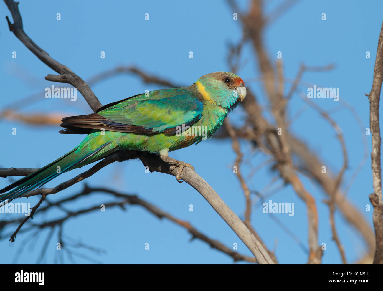 Anello-colli, Parrot barnardius zonarius, appollaiato su un ramo di albero in corrispondenza di zone umide in western queensland Foto Stock