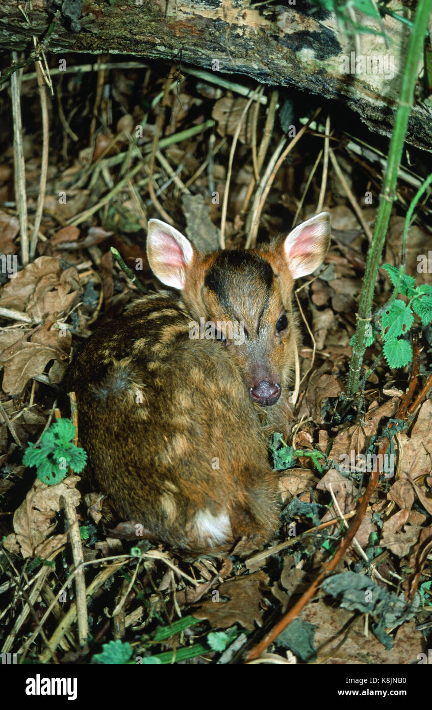Reeve's Muntjac Deer o Barking Deer (Muntiacus reevesi). Ore di vecchio fulvo. Avvistato marcature sul rivestimento. Norfolk. East Anglia. Regno Unito. Foto Stock