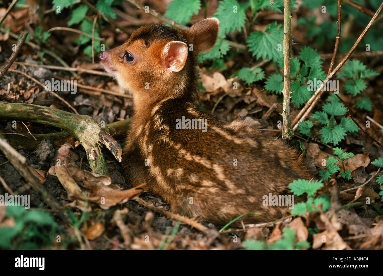 Reeve's Muntjac Deer o Barking Deer (Muntiacus reevesi).ore vecchie fulvo. Chiazzato, criptico e marcature sul rivestimento. 'Dropped' in un letto di ortica. Norfolk. Oriente Foto Stock