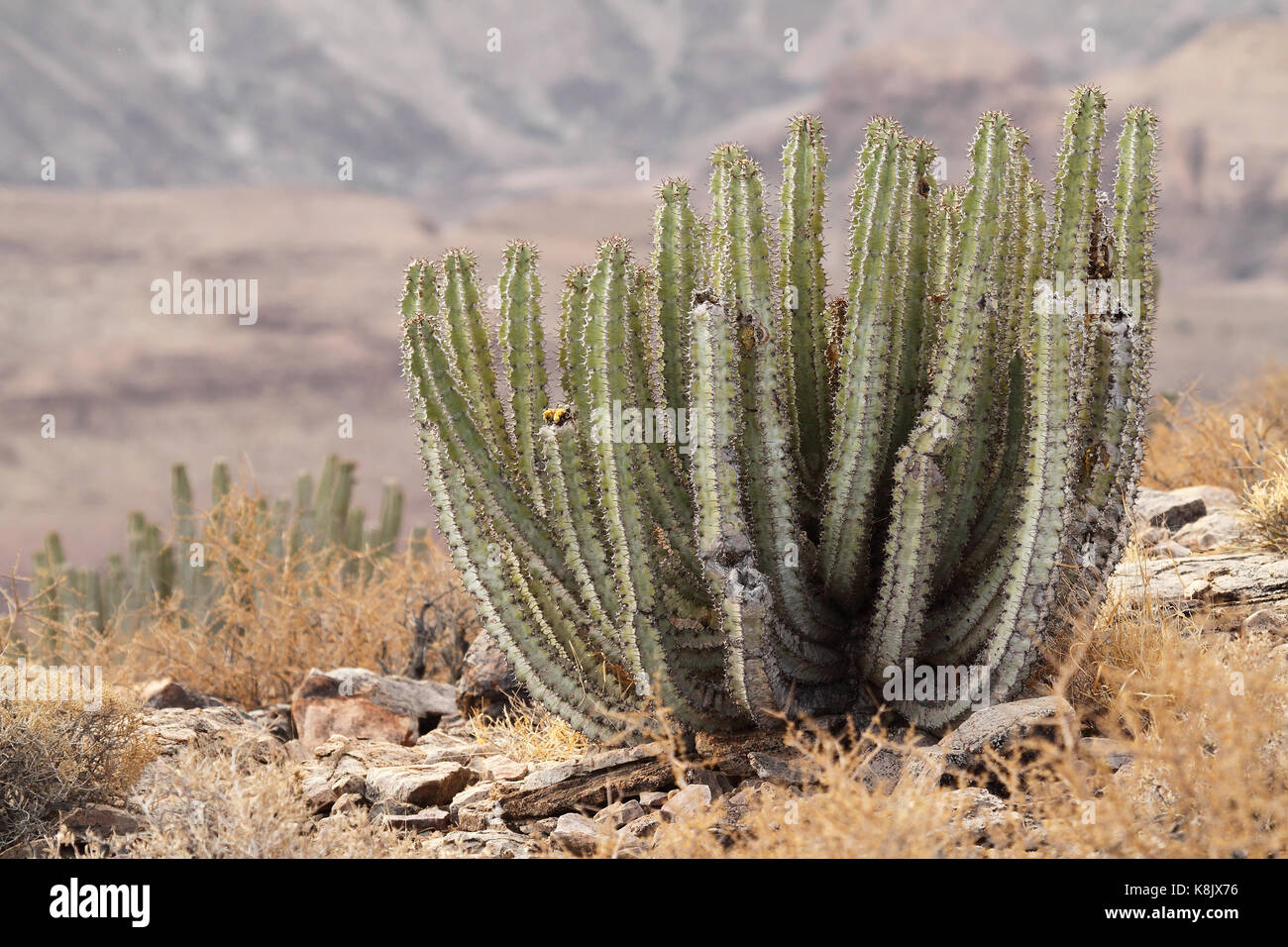 Cactus sul bordo del Fish River Canyon, Namibia Foto Stock