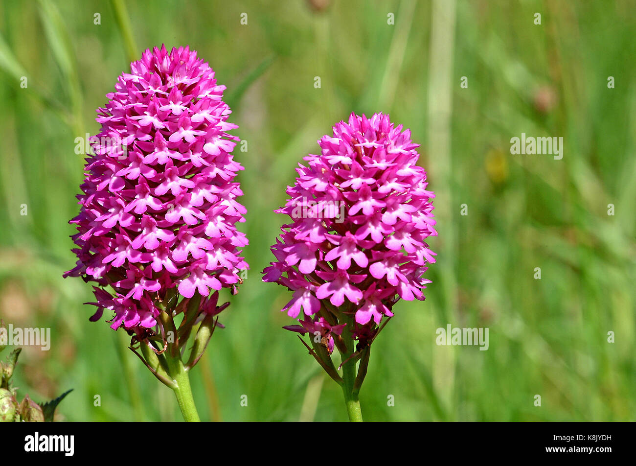 Orchide, Anacamptis pyramidalis Foto Stock