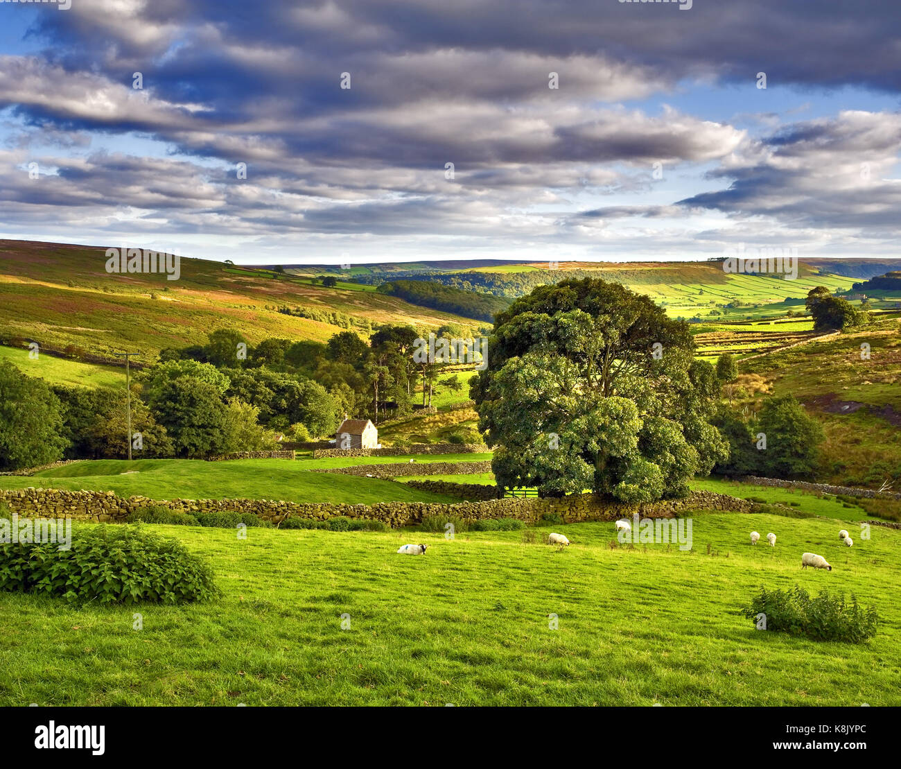 Una tarda estate vista attraverso Danby bassa Moor nel Yorkshire Moors, England, Regno Unito Foto Stock