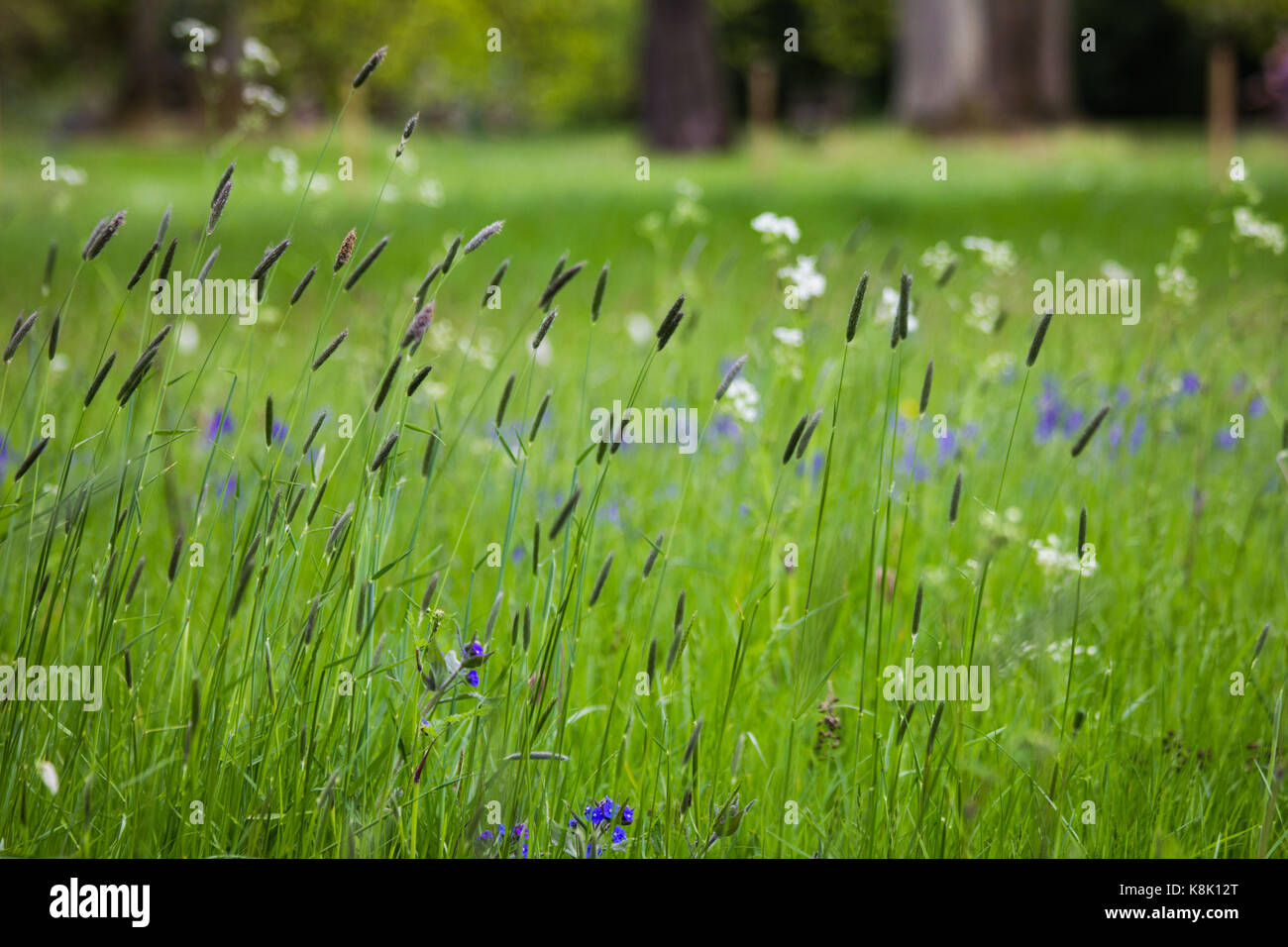 Un'area di prato selvatico a Kew Gardens, Londra Foto Stock