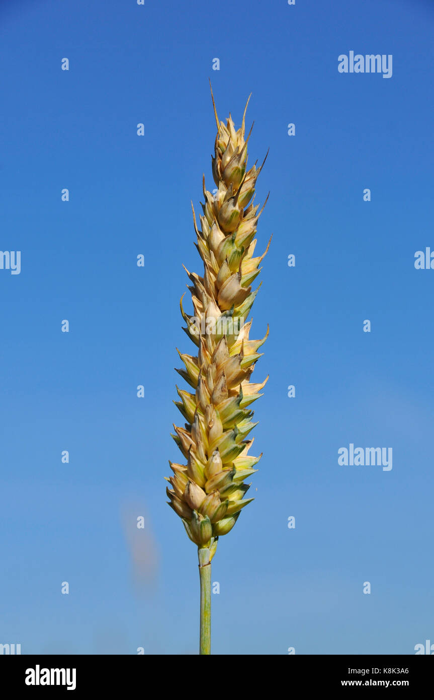 grano Foto Stock