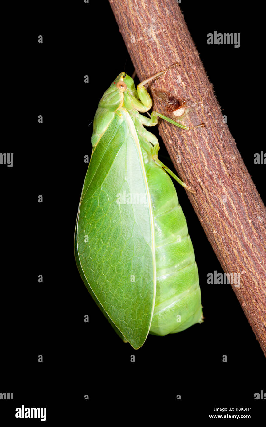 Cicala della vescica (cystosoma saundersii) maschio sul ramo. hopkins creek. Nuovo Galles del Sud Australia. Foto Stock