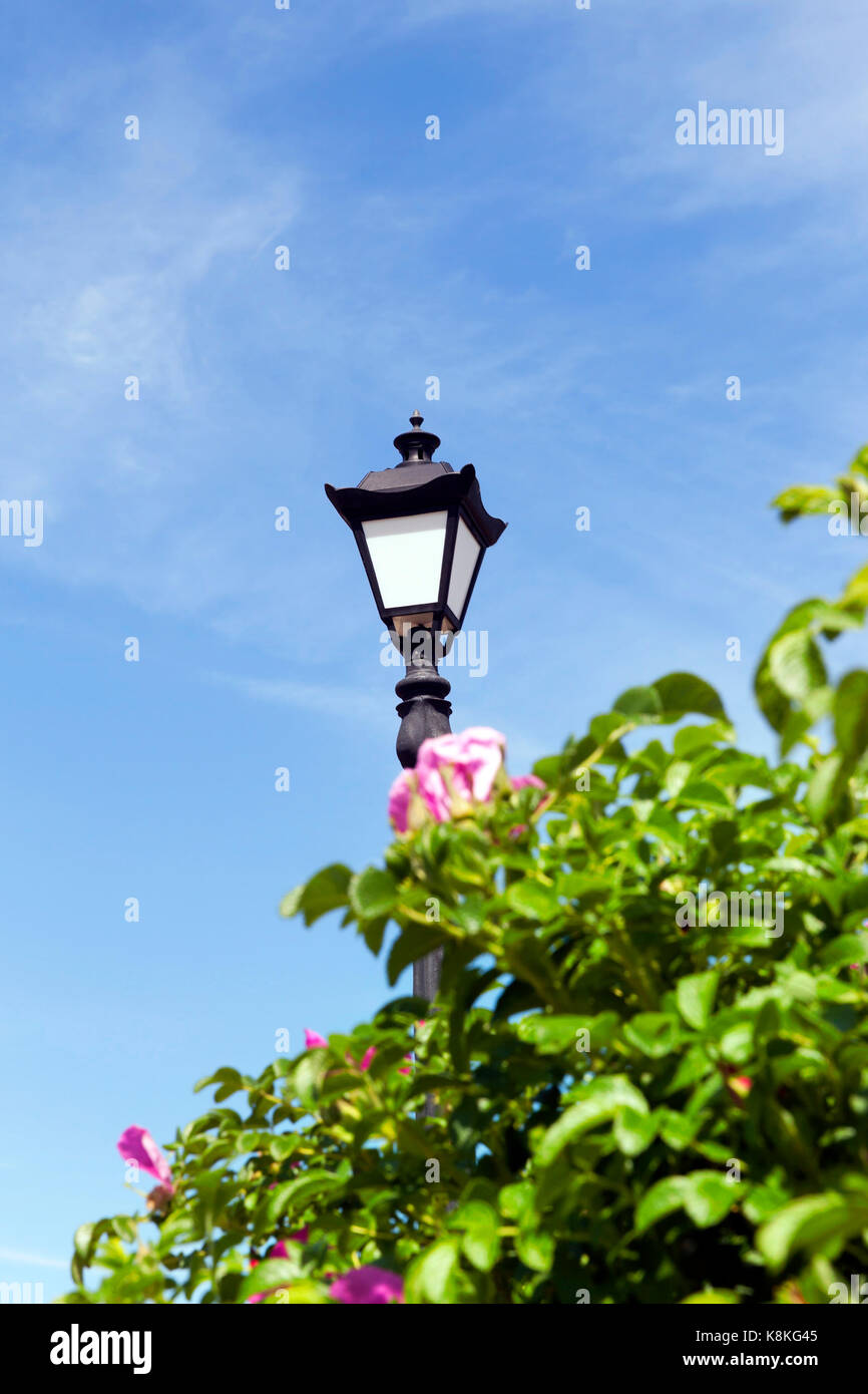 Una bella foto in cui fiorisce una rosa canina. Sullo sfondo vi è una colonna metallica di illuminazione notturna. focus sulla lanterna. sulla superficie di Foto Stock