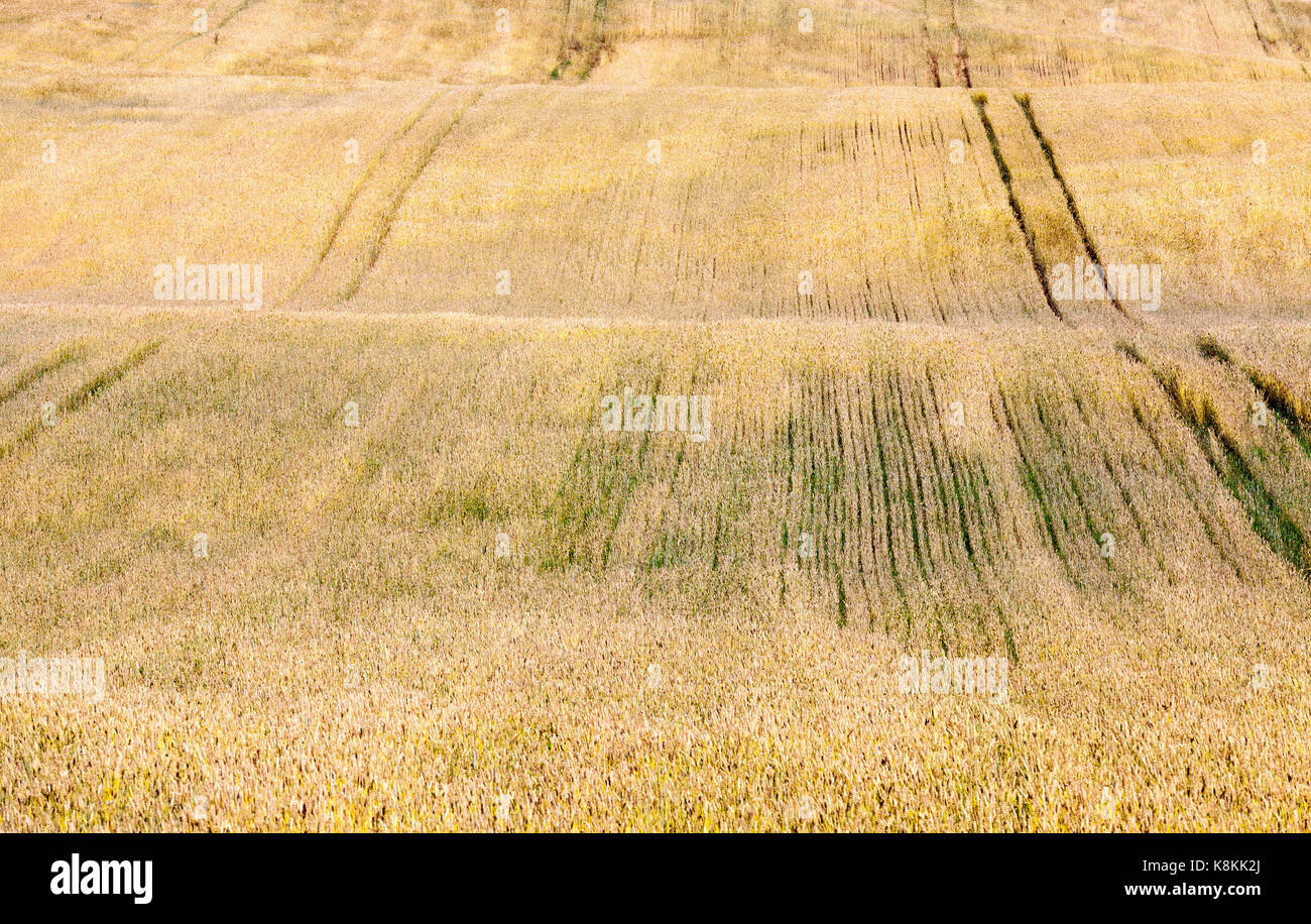 Campo giallo con cereali. In lontananza ci sono un certo numero di brani dal passaggio di macchine agricole Foto Stock